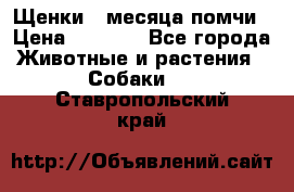 Щенки 4 месяца-помчи › Цена ­ 5 000 - Все города Животные и растения » Собаки   . Ставропольский край